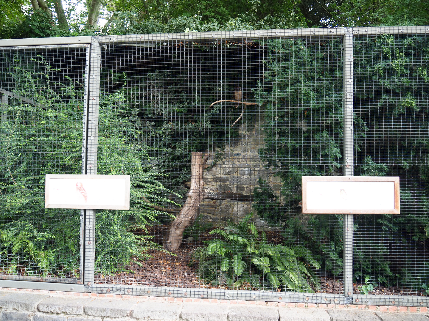 Brown wood owl and Eurasian tawny owl aviary, 2020-09-02