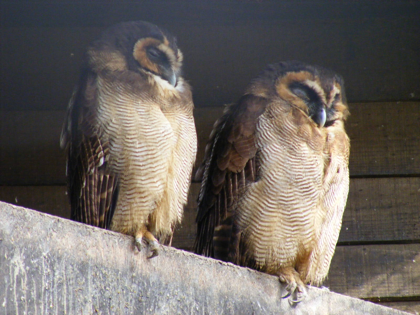 Brown wood owl at Beale Park, 13th March 2010