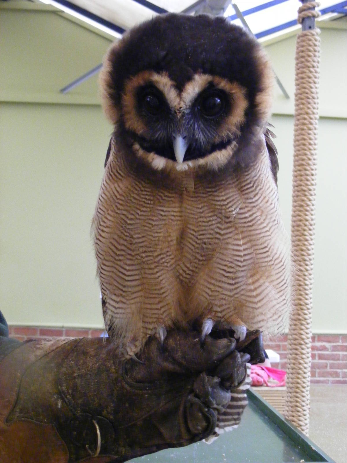 Brown wood owl at Tropical Wings, 13 September 2011