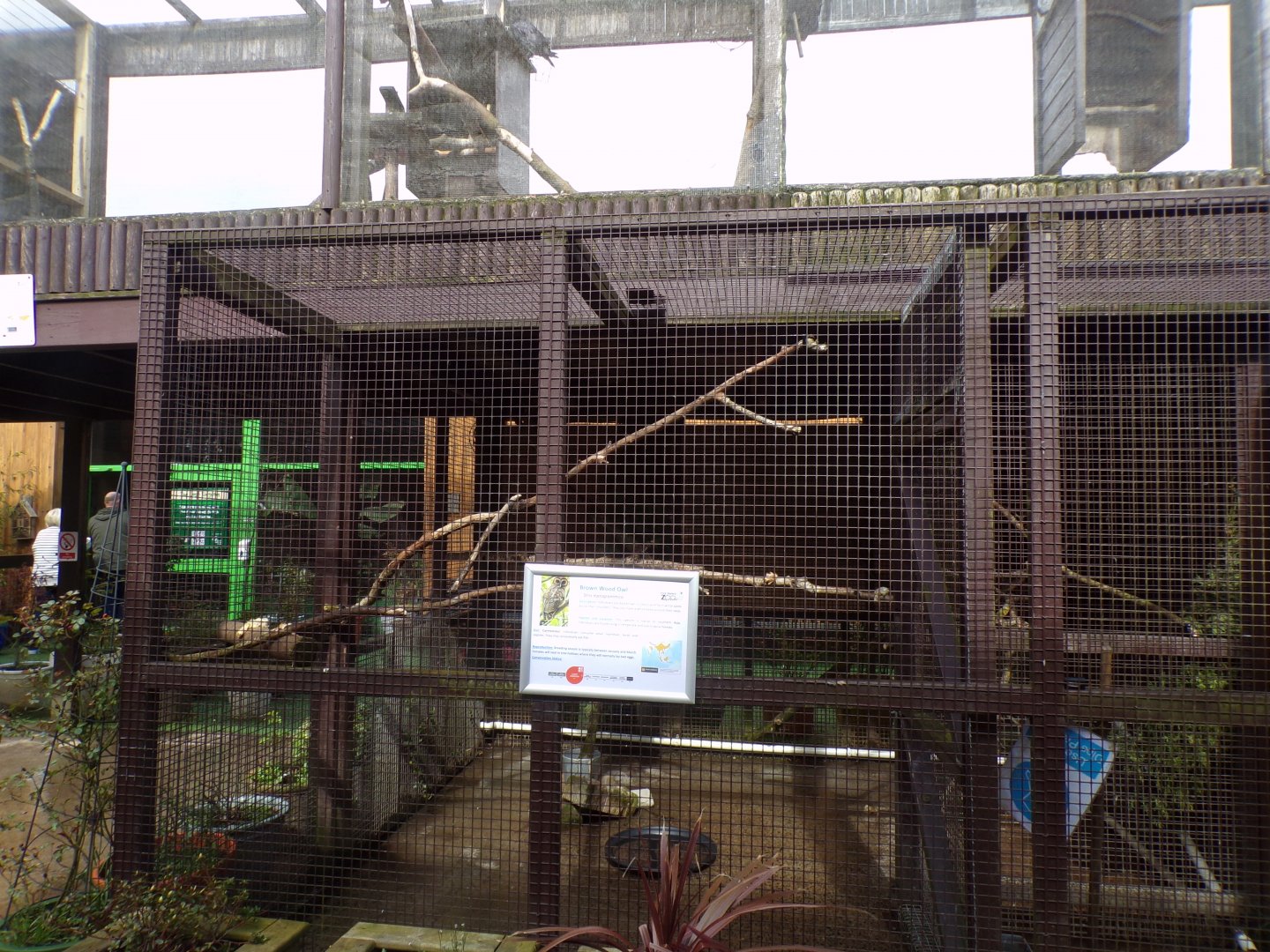 Brown wood owl aviary 12.4.24