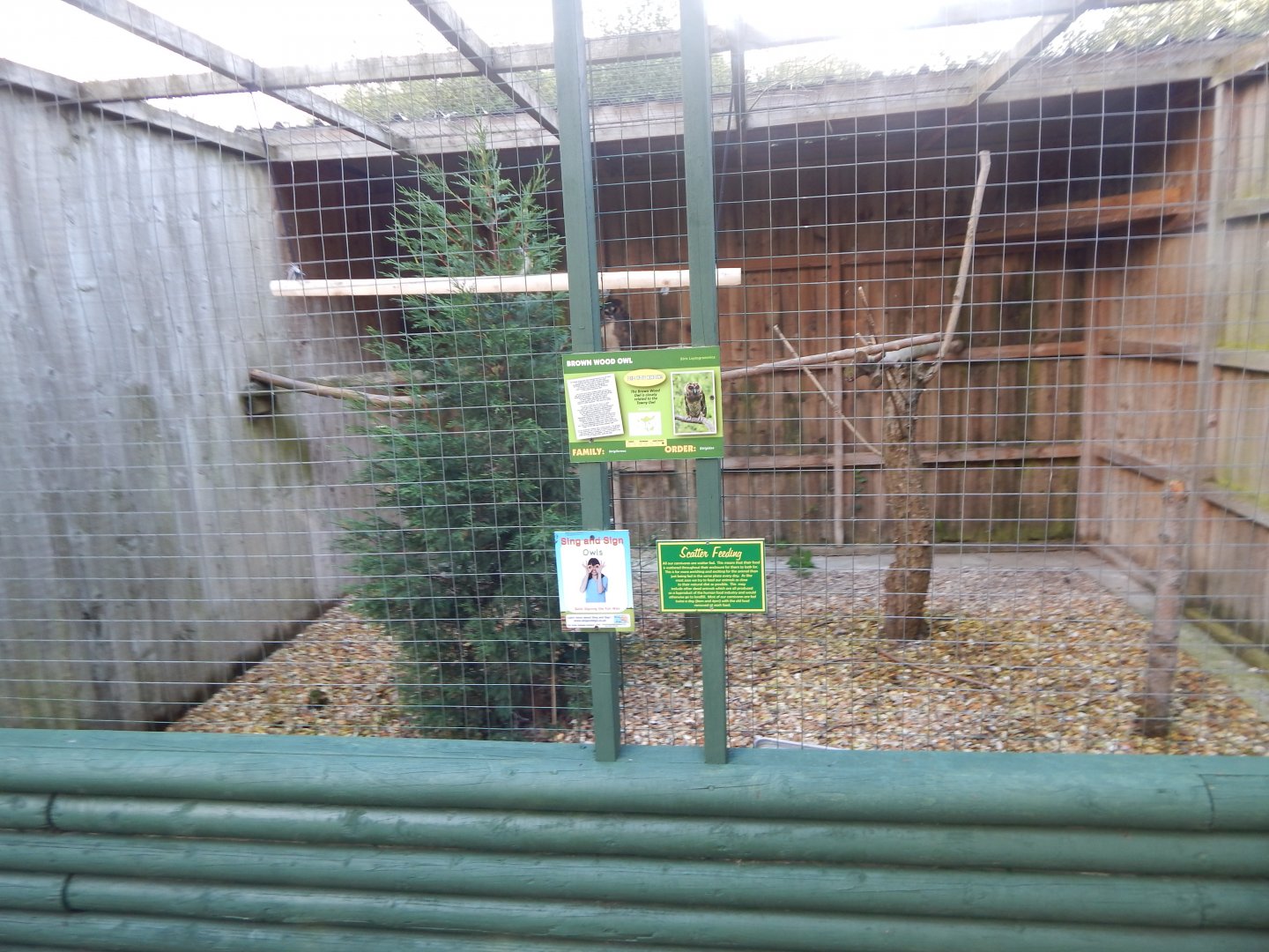 Brown wood owl aviary 160921