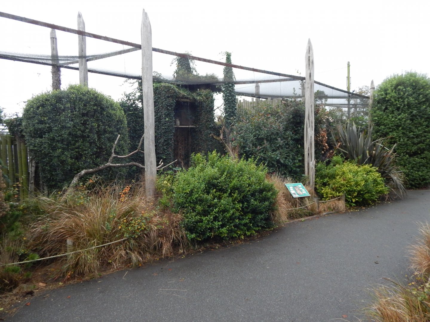 Brown wood owl aviary 181021
