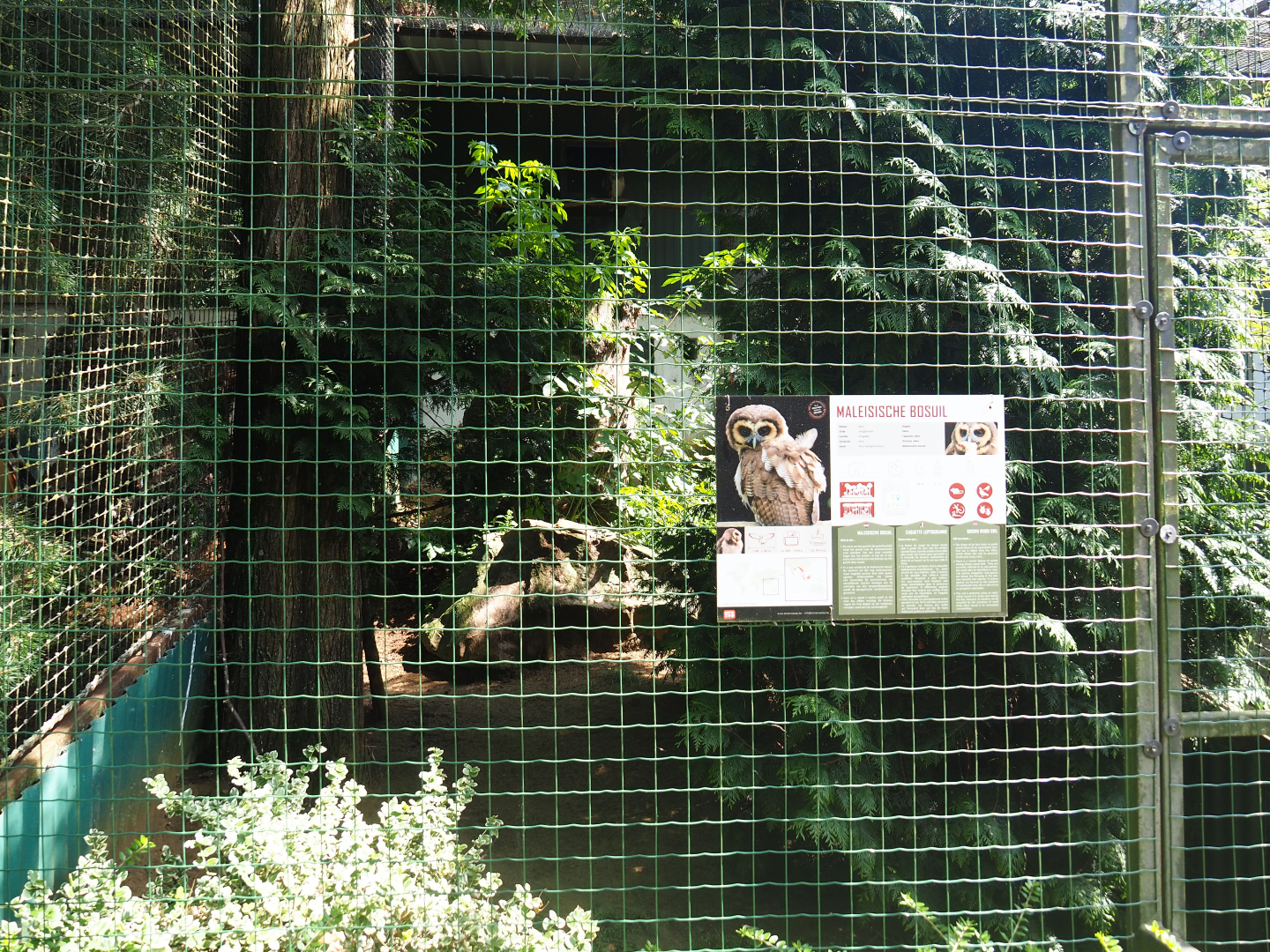 Brown wood owl aviary, 2019-08-04
