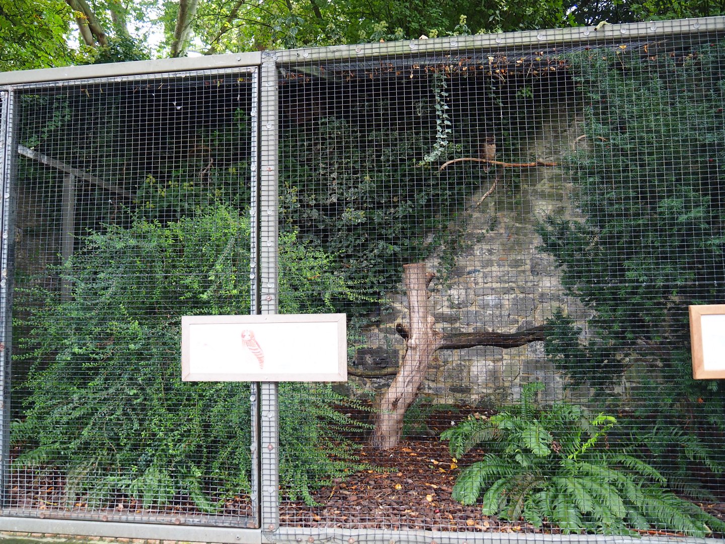 Brown wood owl aviary, 2019-10-04