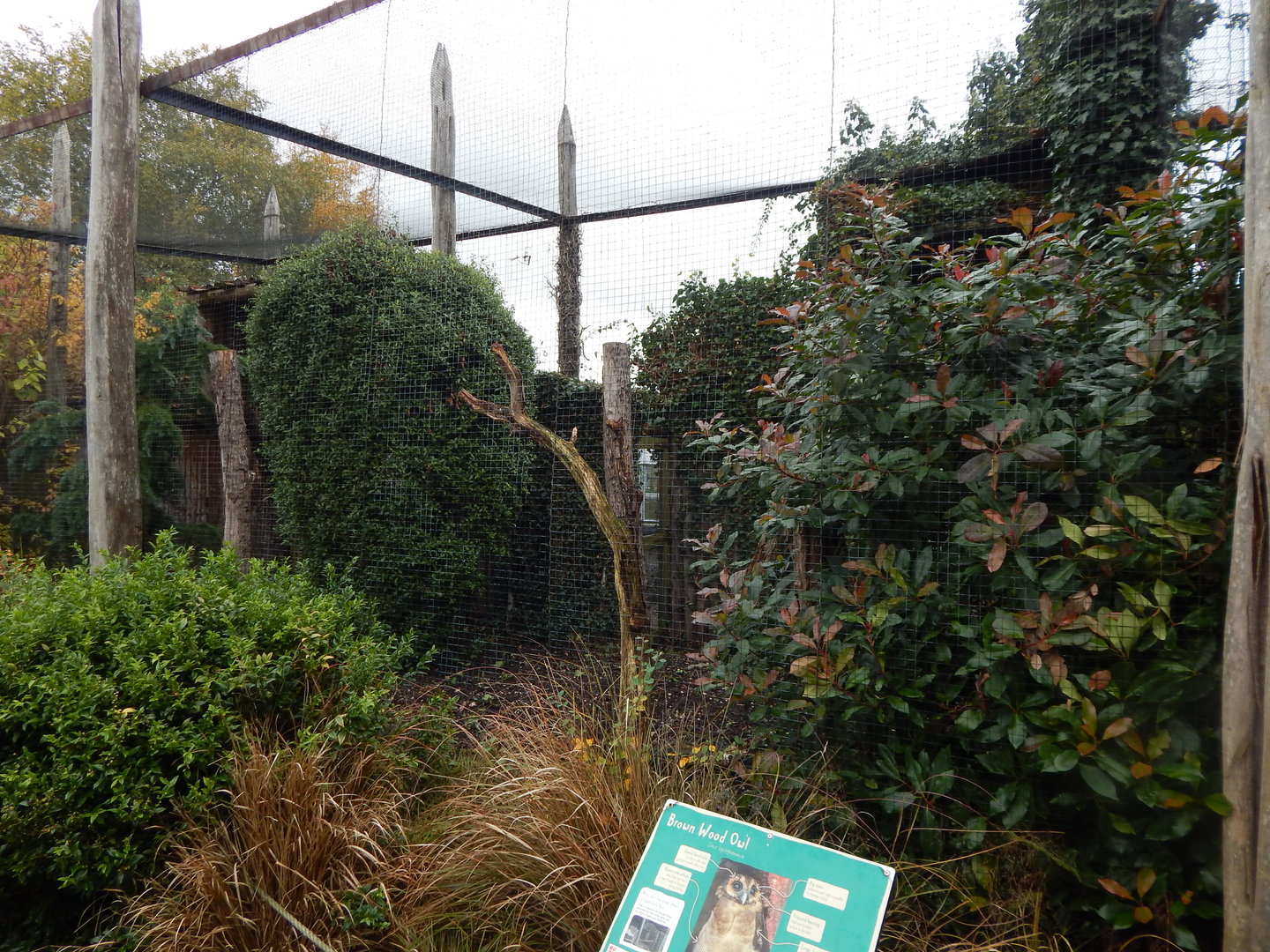 Brown wood owl aviary 221022