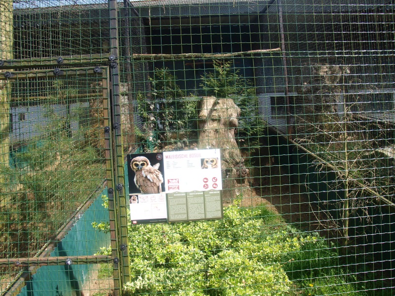 Brown wood owl aviary (April 19th, 2015)