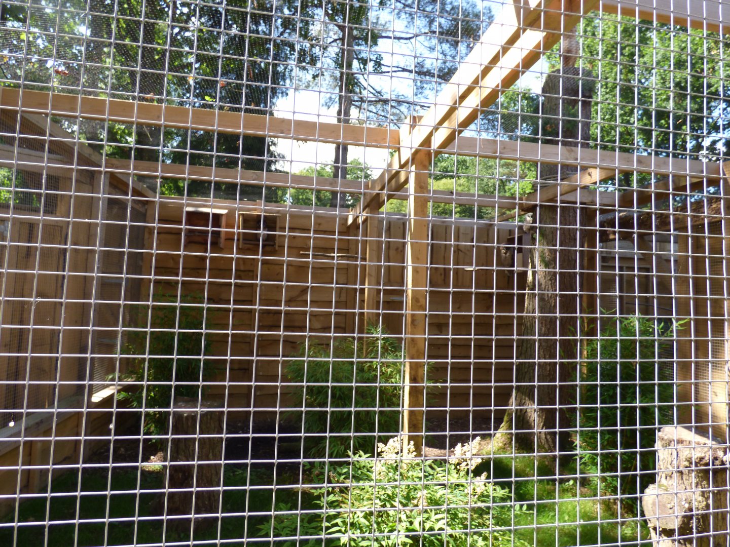 Brown Wood Owl Aviary in The Terry Prachett Owl Parliment