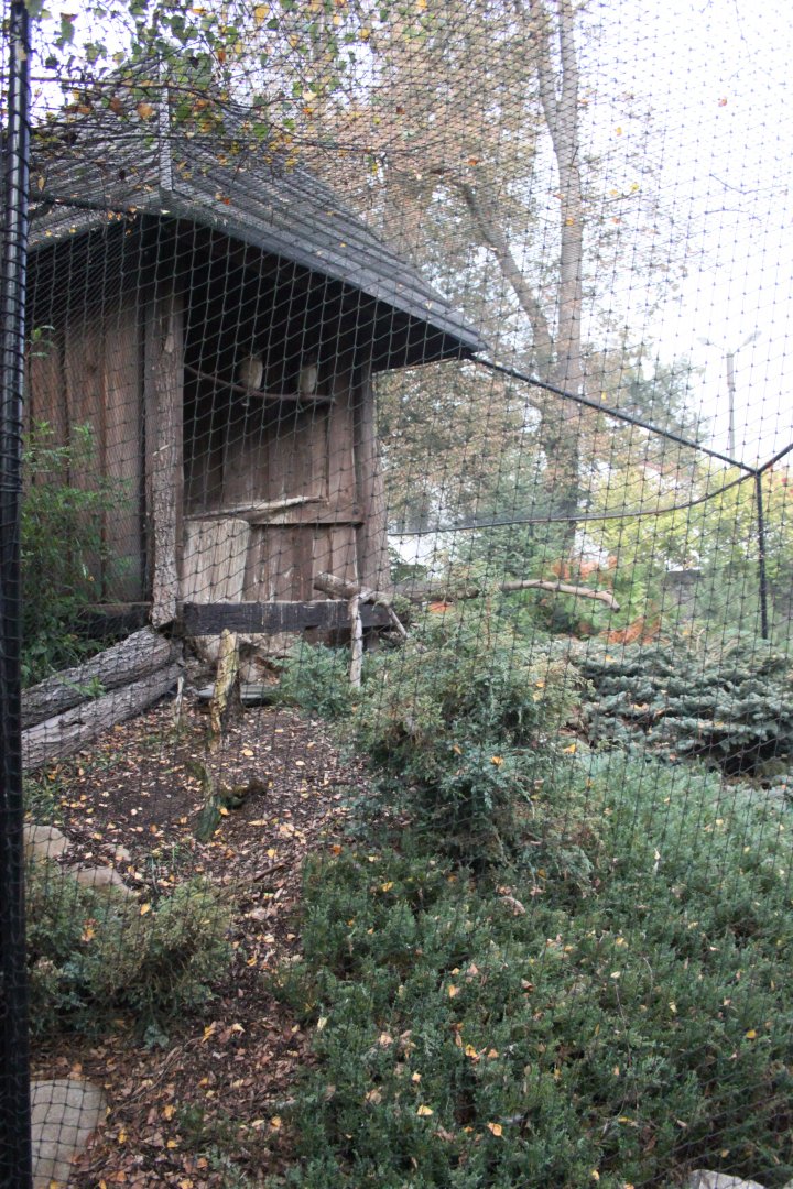 Brown wood owl aviary