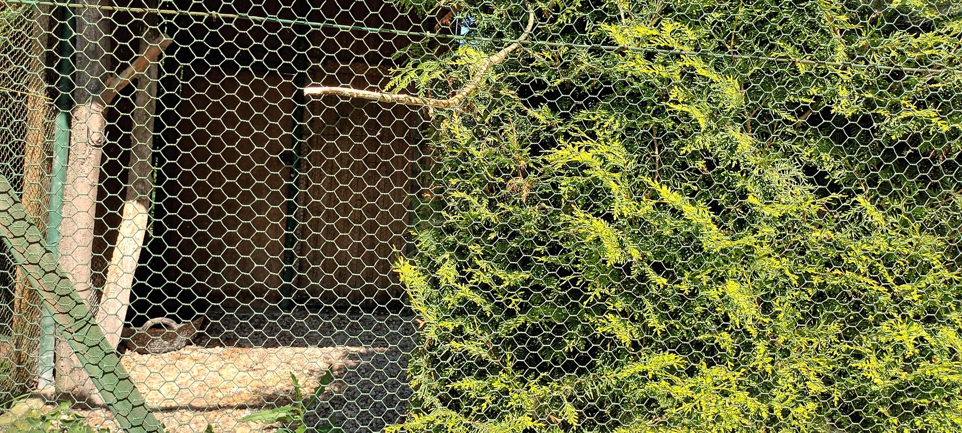 Brown wood Owl Aviary