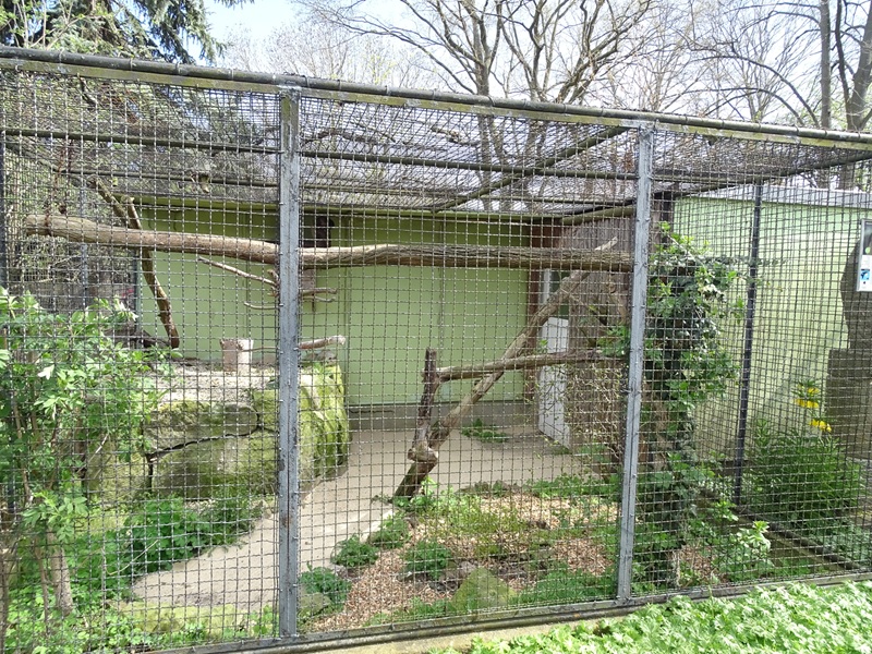 Brown wood owl aviary