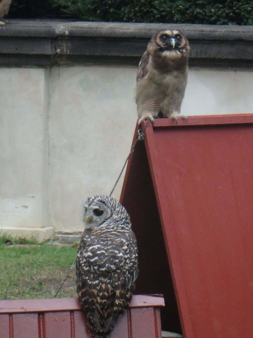 Brown wood owl (behind) and Chaco owl (in front)