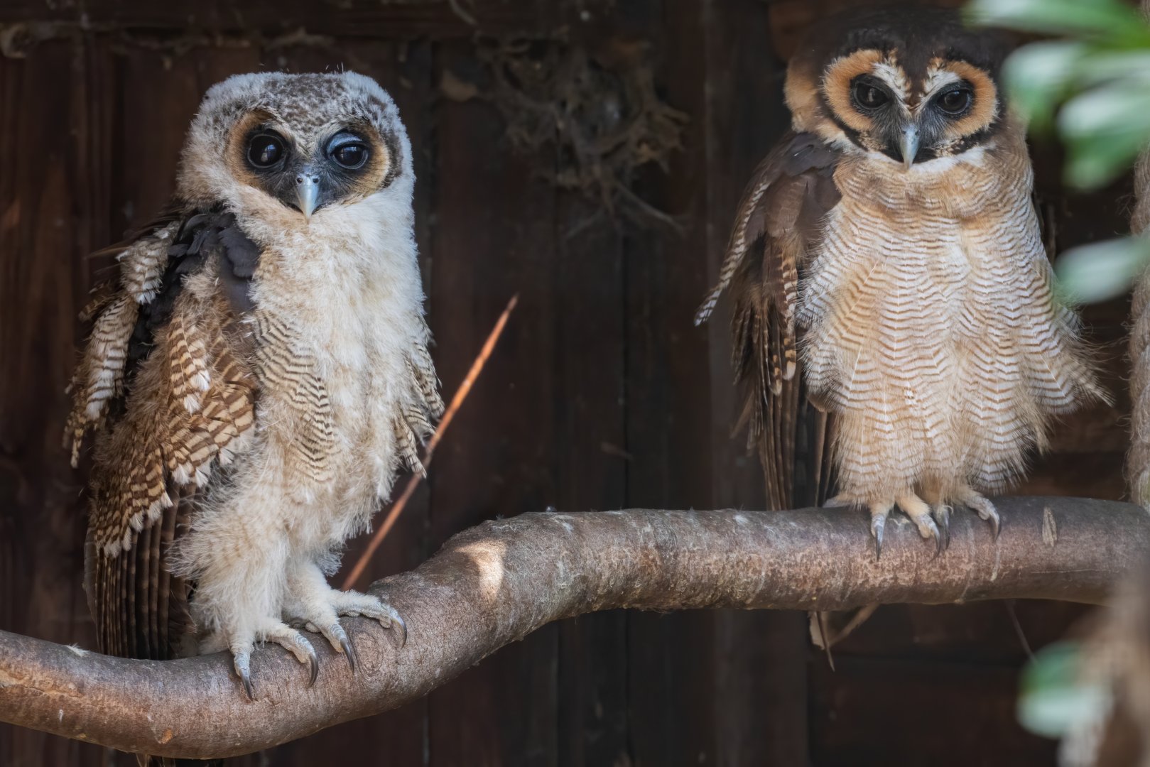 Brown Wood Owl chick and Parent / Hamerton /06-7-20