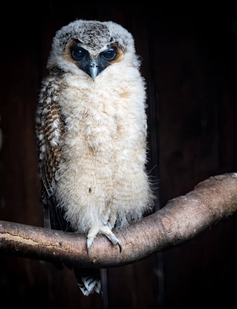 Brown Wood Owl Chick / Hamerton / 17-6-20