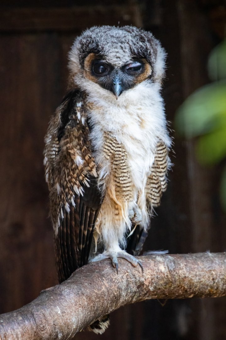 Brown Wood Owl Chick / Hamerton / 23-6-21