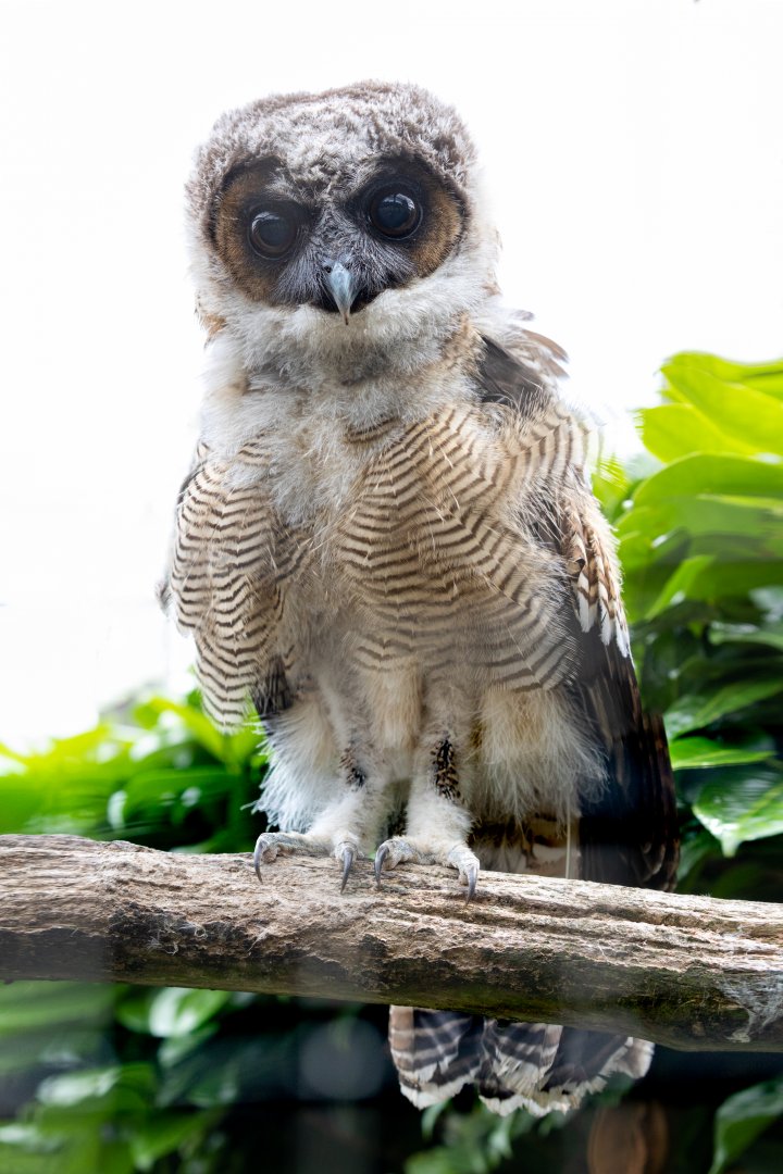 Brown Wood Owl chick / Hamerton / 8-7-21