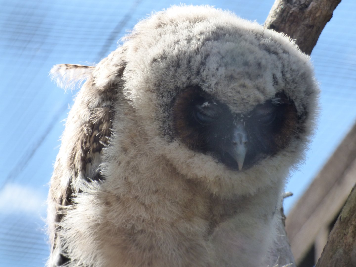 Brown Wood Owl Chick