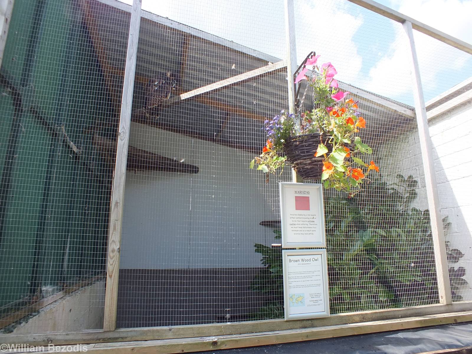 Brown Wood Owl Enclosure