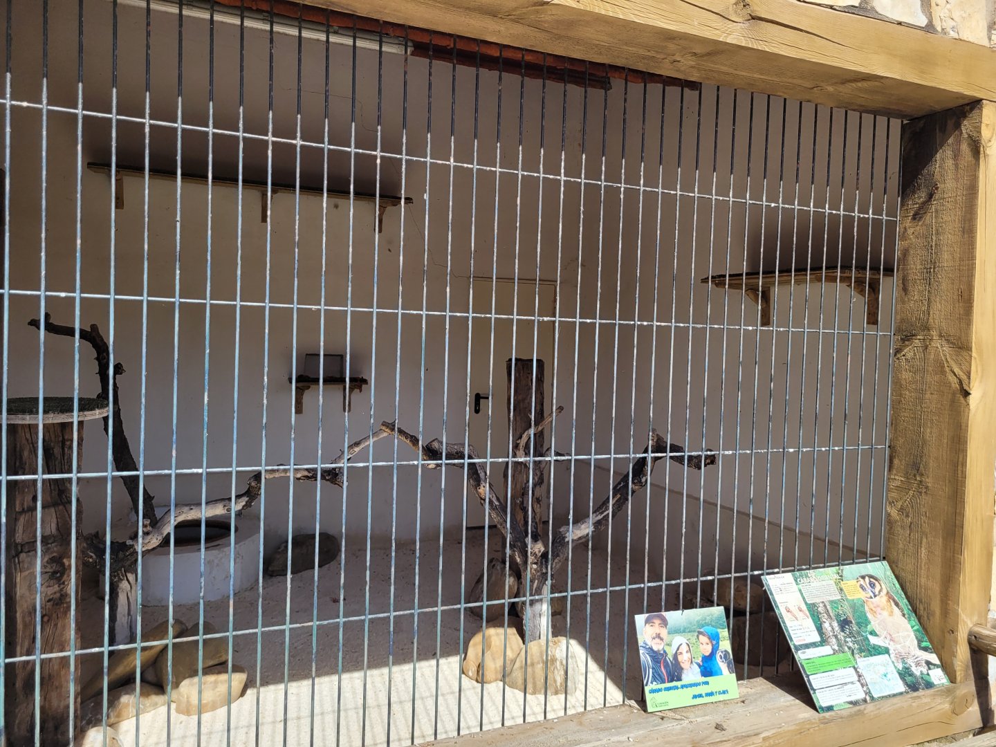 Brown wood owl exhibit -Tierra Rapaz (2024)