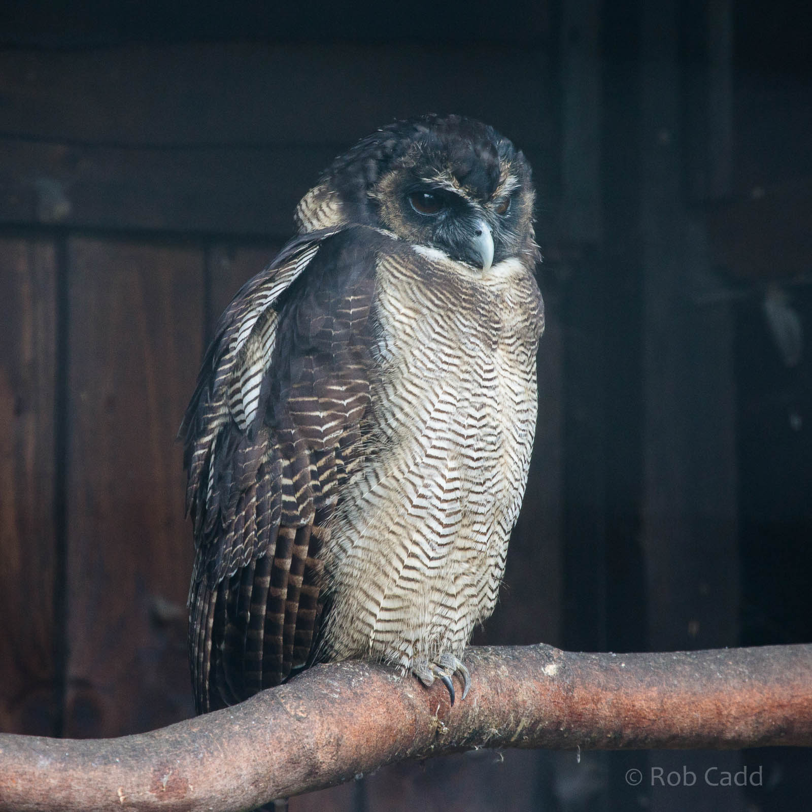 Brown wood owl : Hamerton : 05 Sep 2014