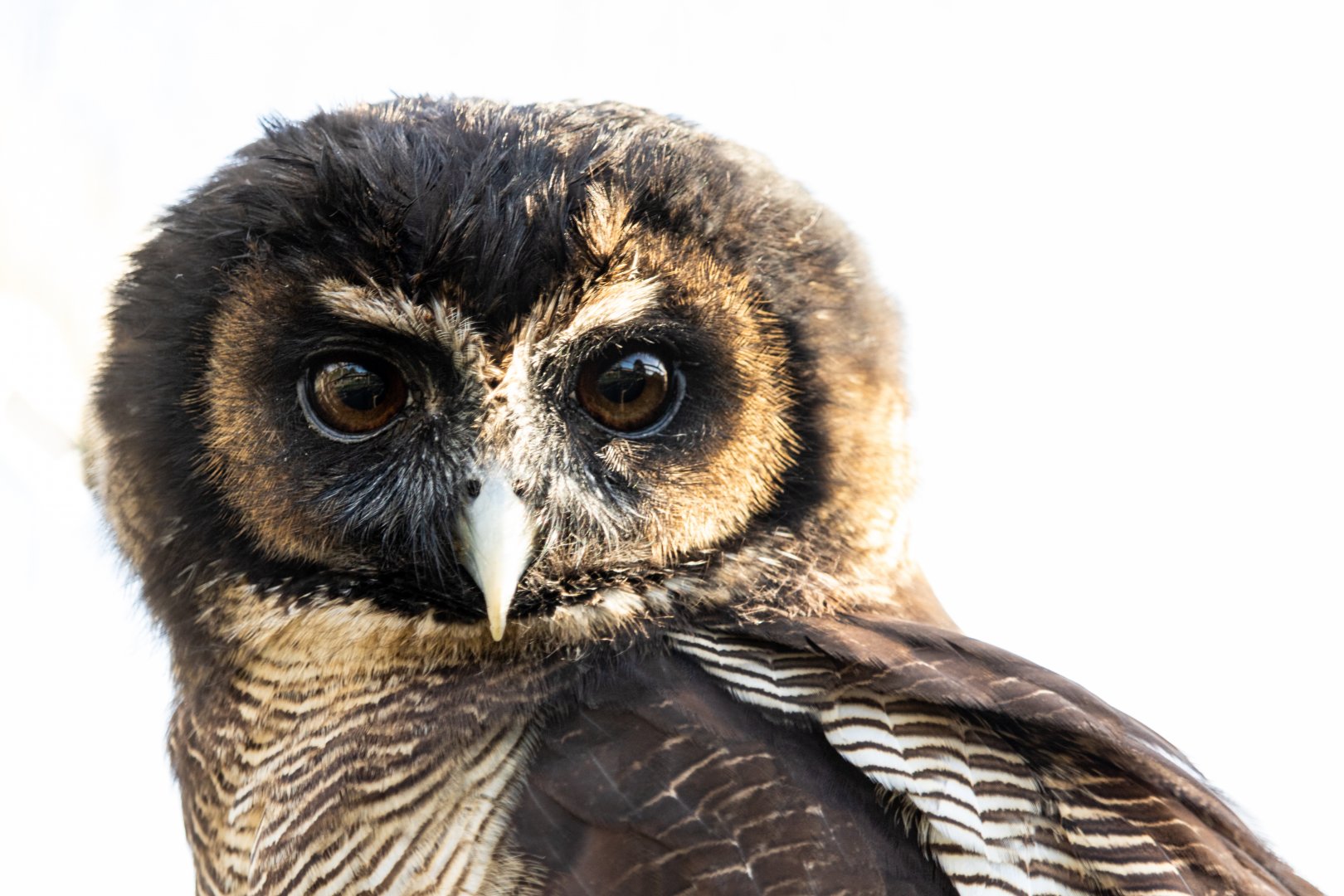 Brown Wood Owl / Hamerton / 13-11-19