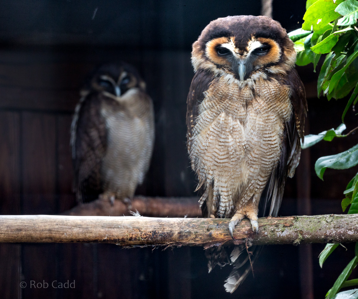 Brown wood-owl : Hamerton : 14 May 2017