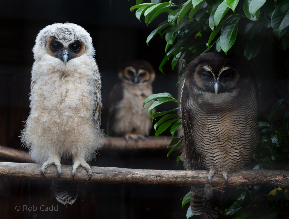 Brown wood owl : Hamerton : 15 Jun 2020