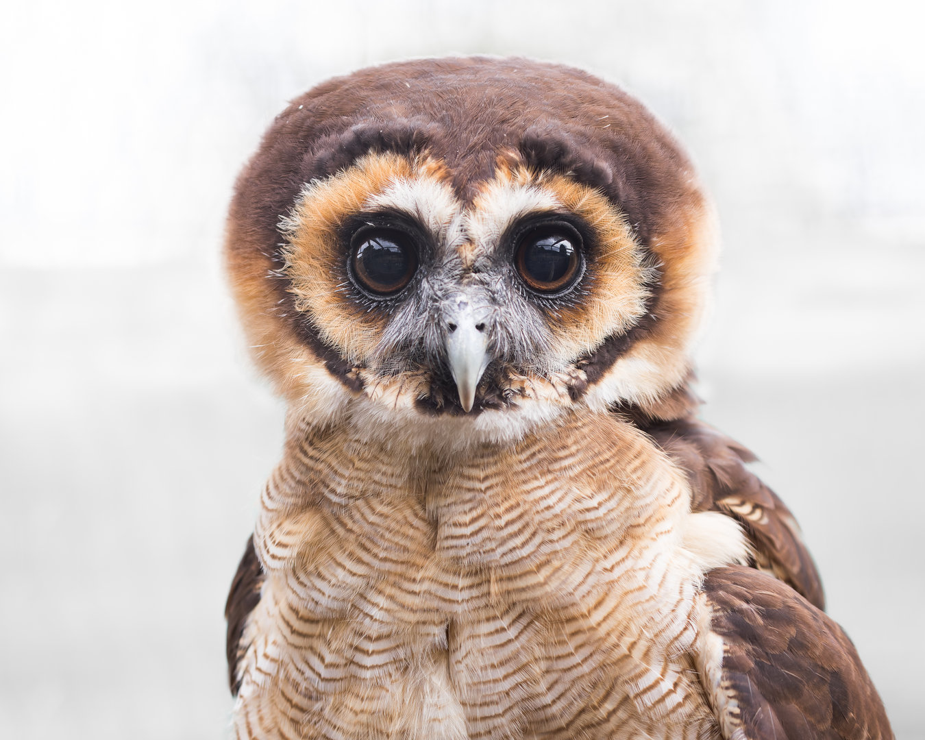 Brown Wood Owl / Hamerton / 25-7-23