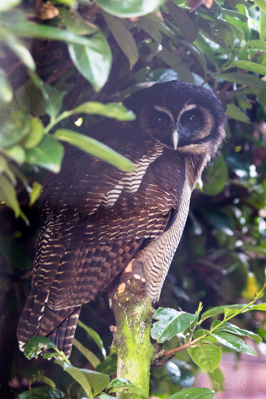 Brown wood owl : Hamerton : 31 Dec 2014