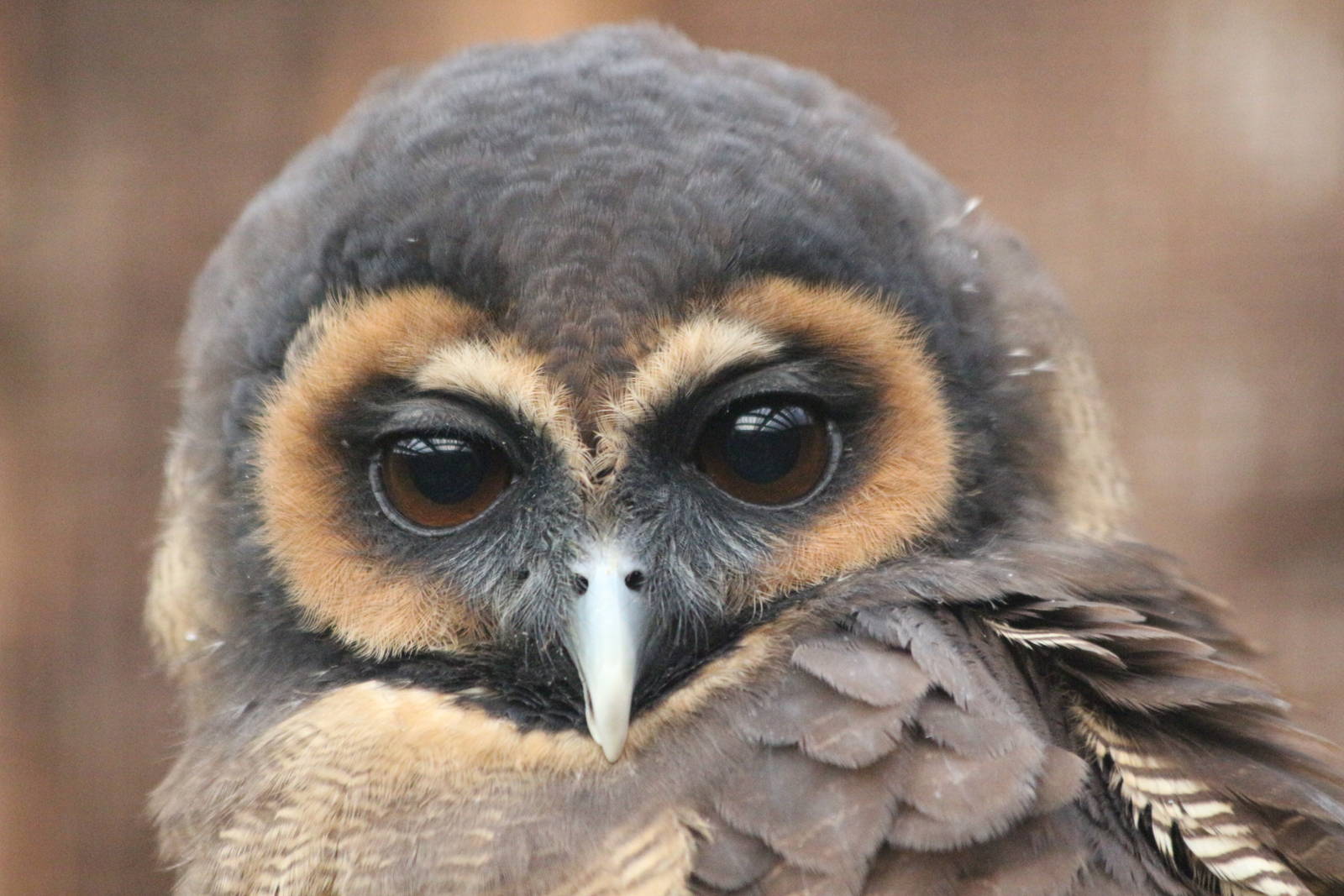 Brown Wood Owl @ Scottish Owl Centre; 14.10.2016