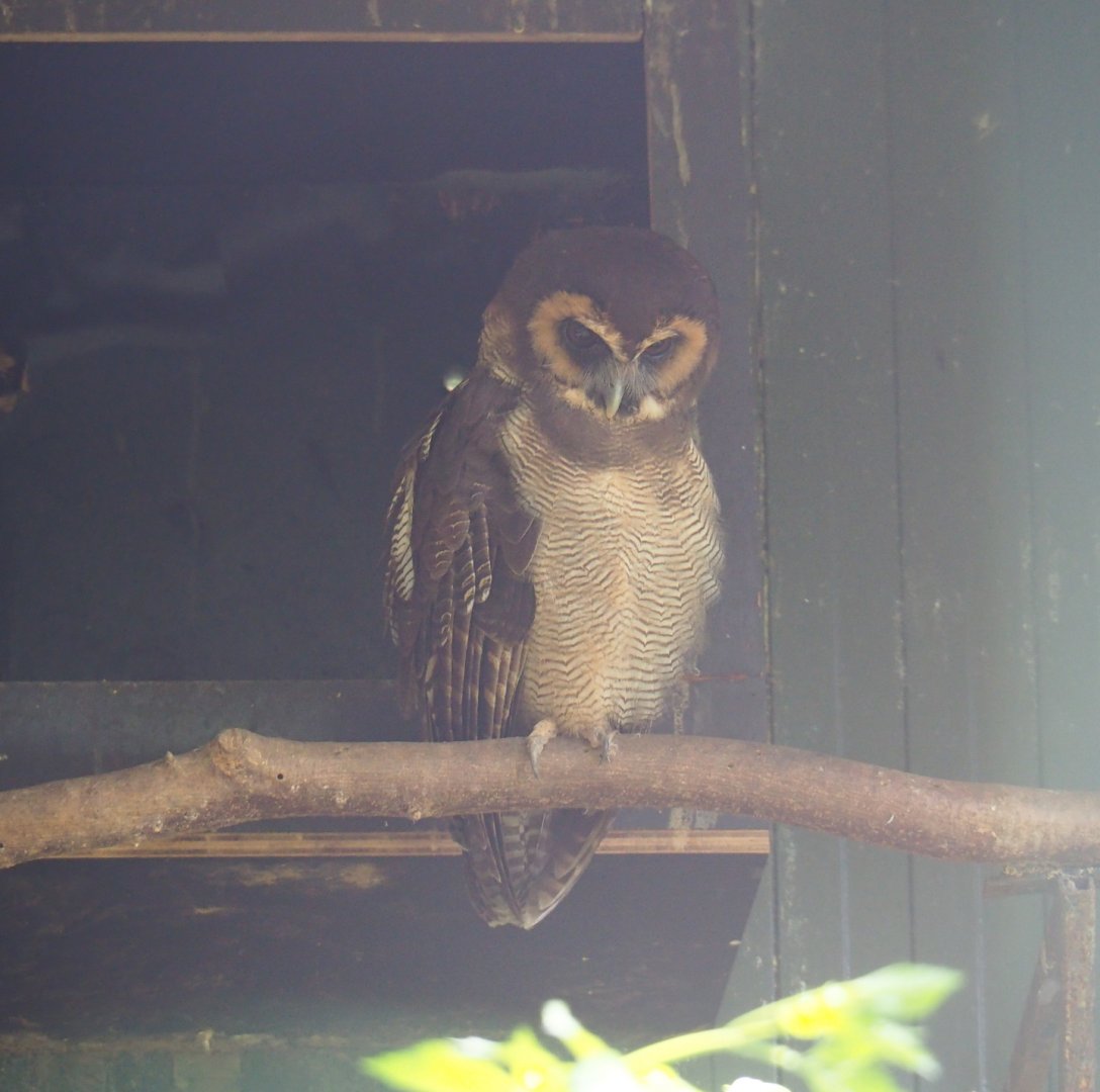 Brown wood owl (Strix leptogrammica), 2019-08-04