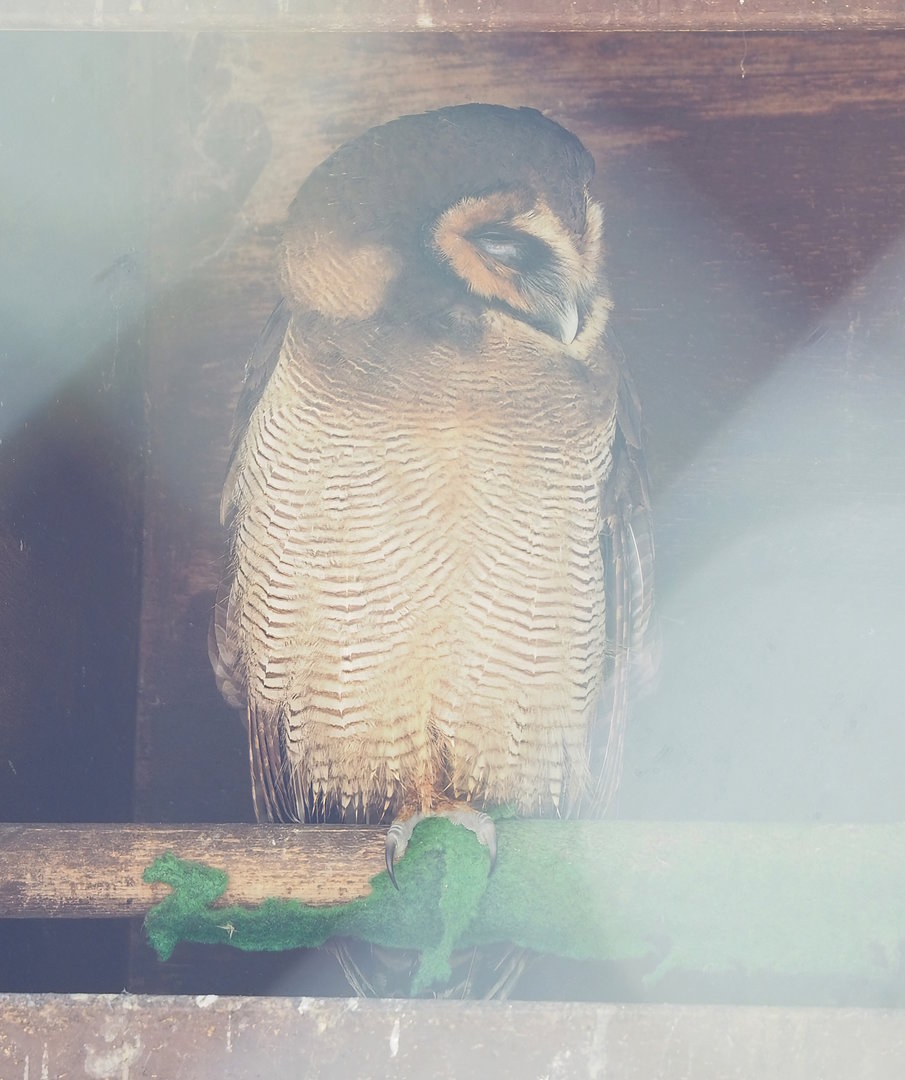 Brown wood owl (Strix leptogrammica), 2023-05-19