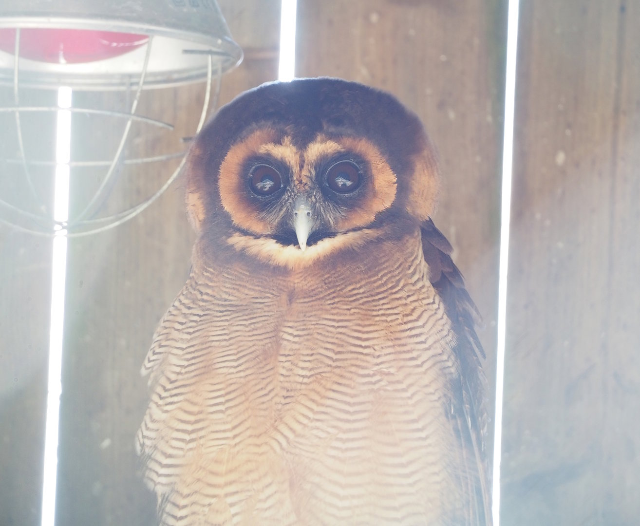 Brown wood owl (Strix leptogrammica), 2023-05-19