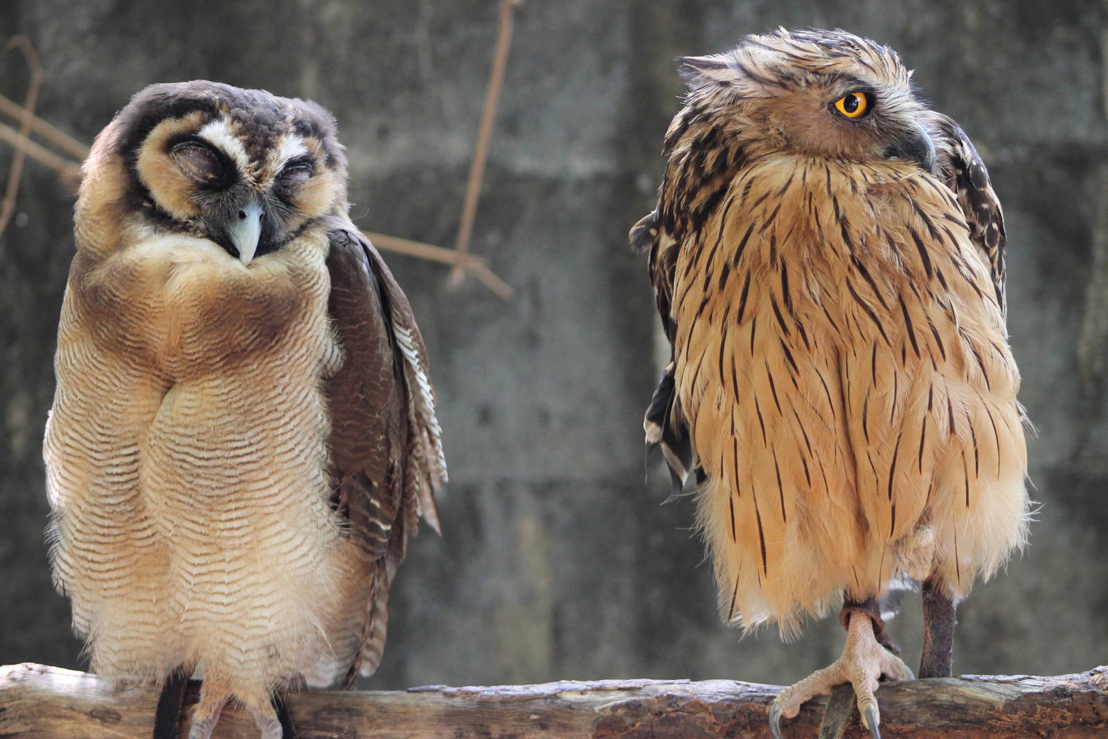 brown wood owl (Strix leptogrammica) and buffy fish owl (Ketupa ketupu)