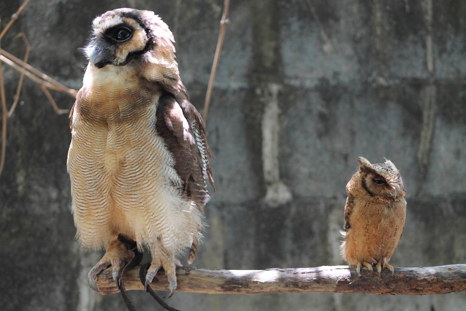 brown wood owl (Strix leptogrammica) and reddish scops owl (Otus rufescens)