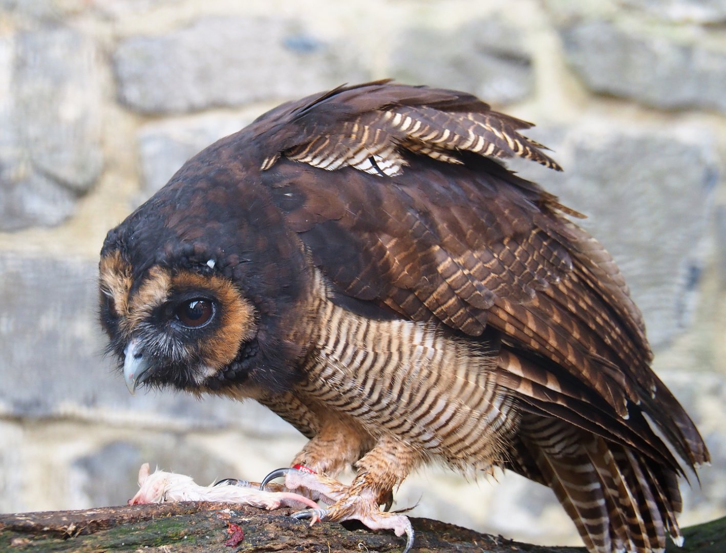 Brown wood owl  (Strix leptogrammica) eating a mouse, 2019-10-05