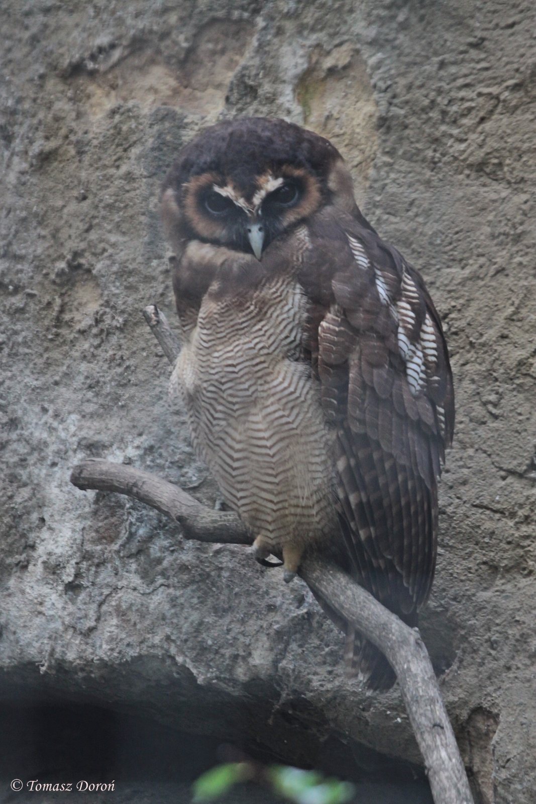 Brown Wood-owl (Strix leptogrammica ochrogenys)