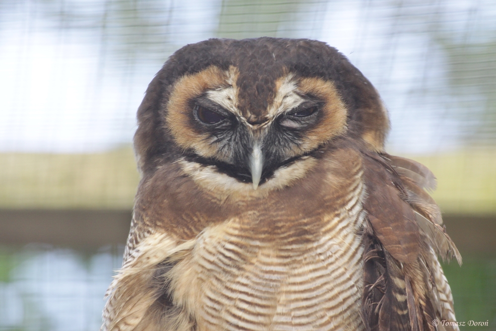 Brown Wood Owl (Strix leptogrammica)