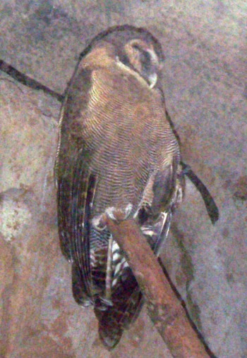 Brown Wood-owl (Strix leptogrammica)