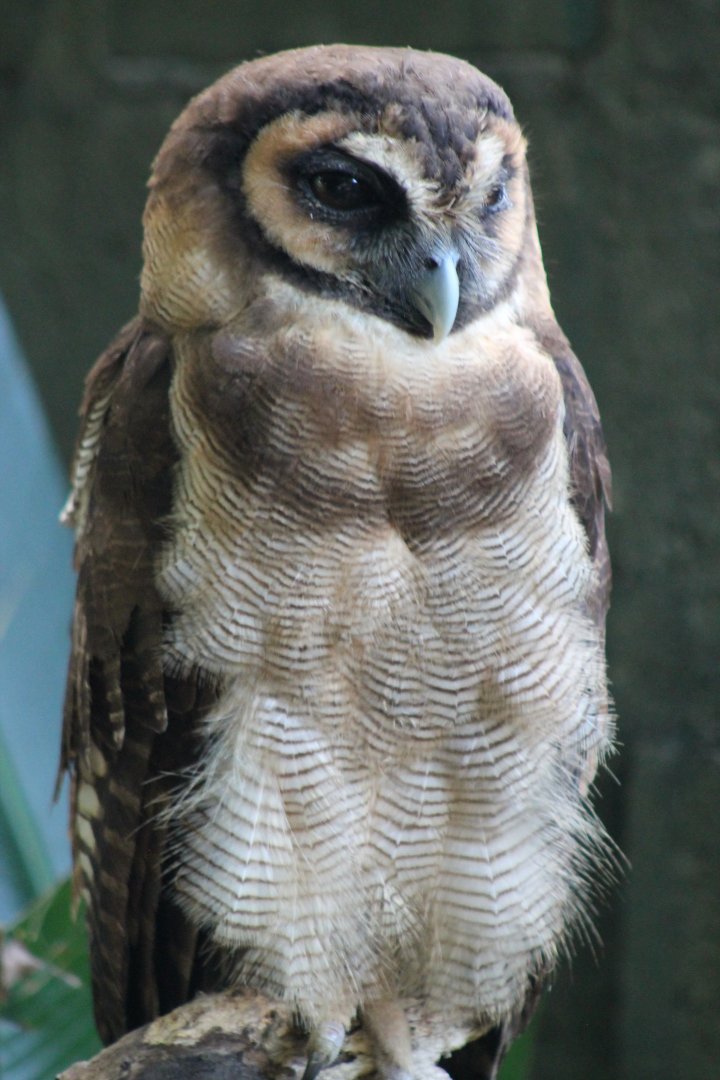 Brown Wood Owl (Strix leptogrammica)