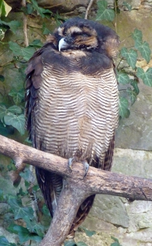 Brown wood owl (Strix leptogrammica)
