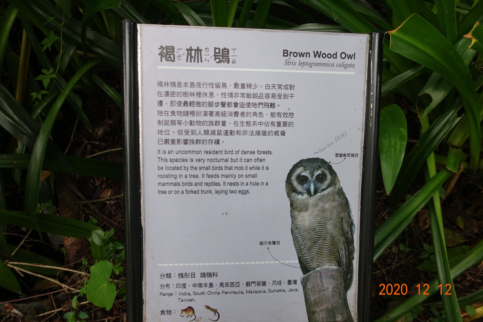 Brown Wood Owl (Strix leptogrammica)