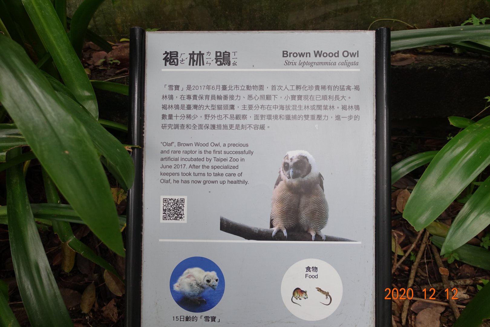 Brown Wood Owl (Strix leptogrammica)