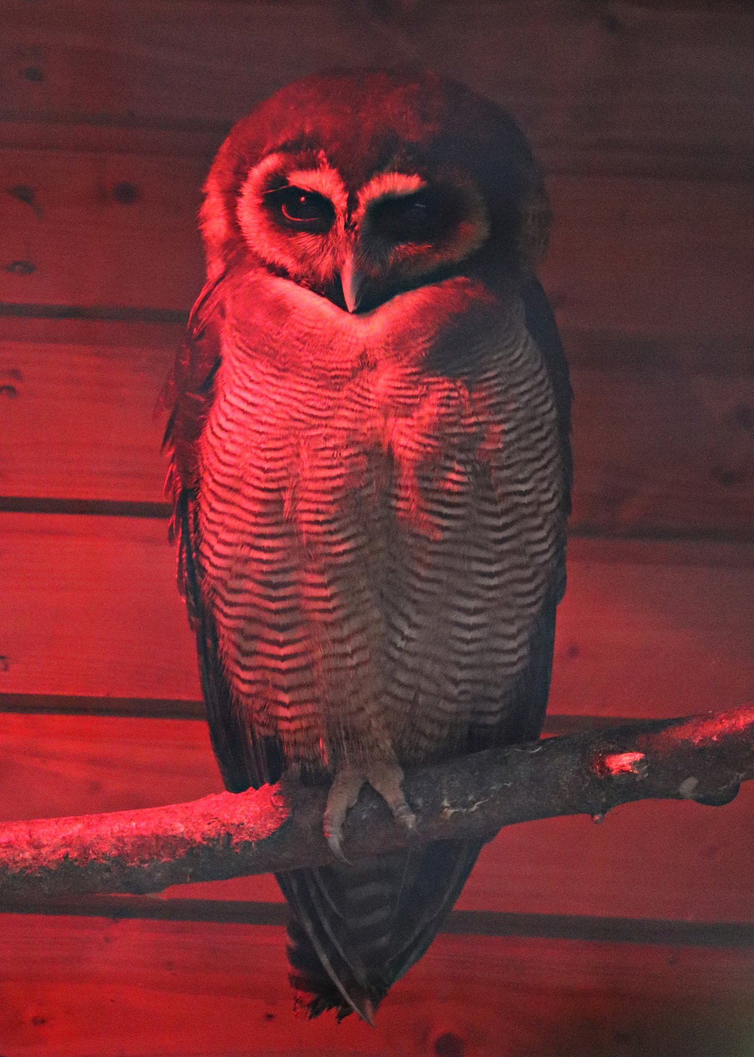 Brown wood owl (Strix leptogrammica)
