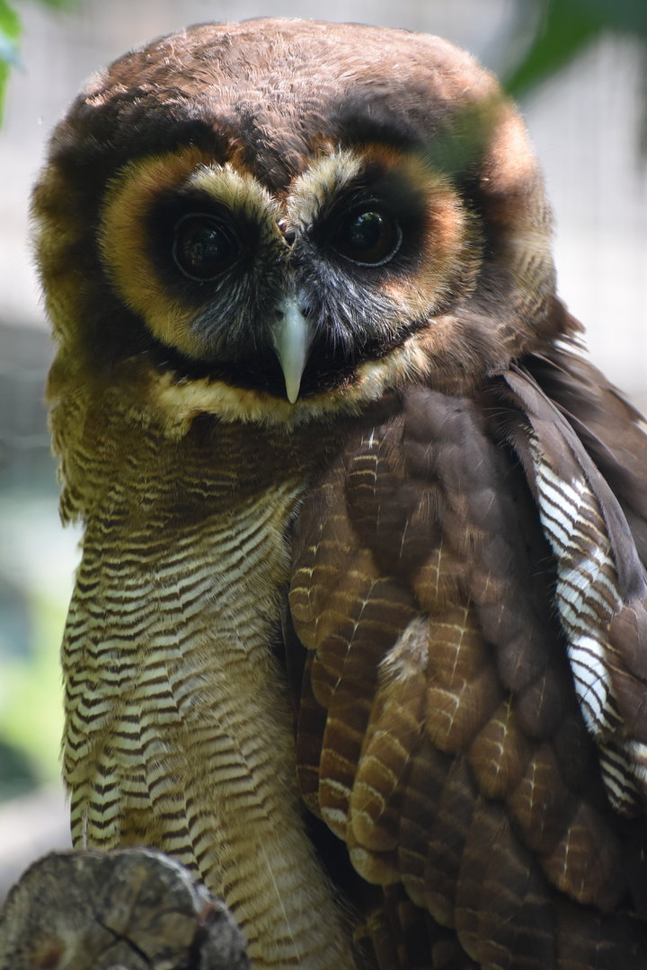 Brown Wood Owl - Strix leptogrammica
