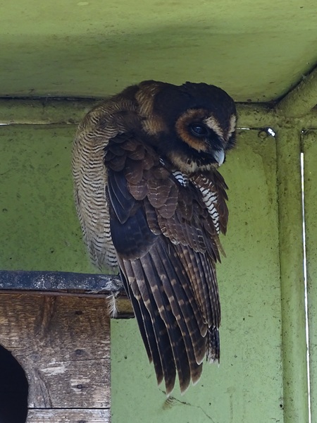 Brown wood owl (Strix leptogrammica)