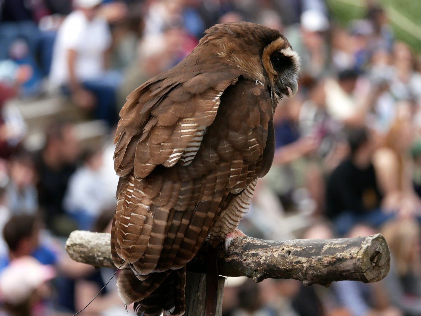 Brown wood owl (Strix leptogrammica)