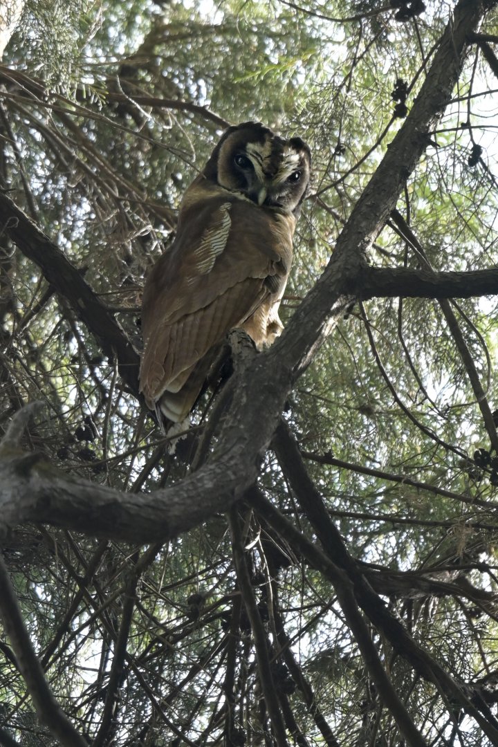 Brown Wood-Owl Strix leptogrammica