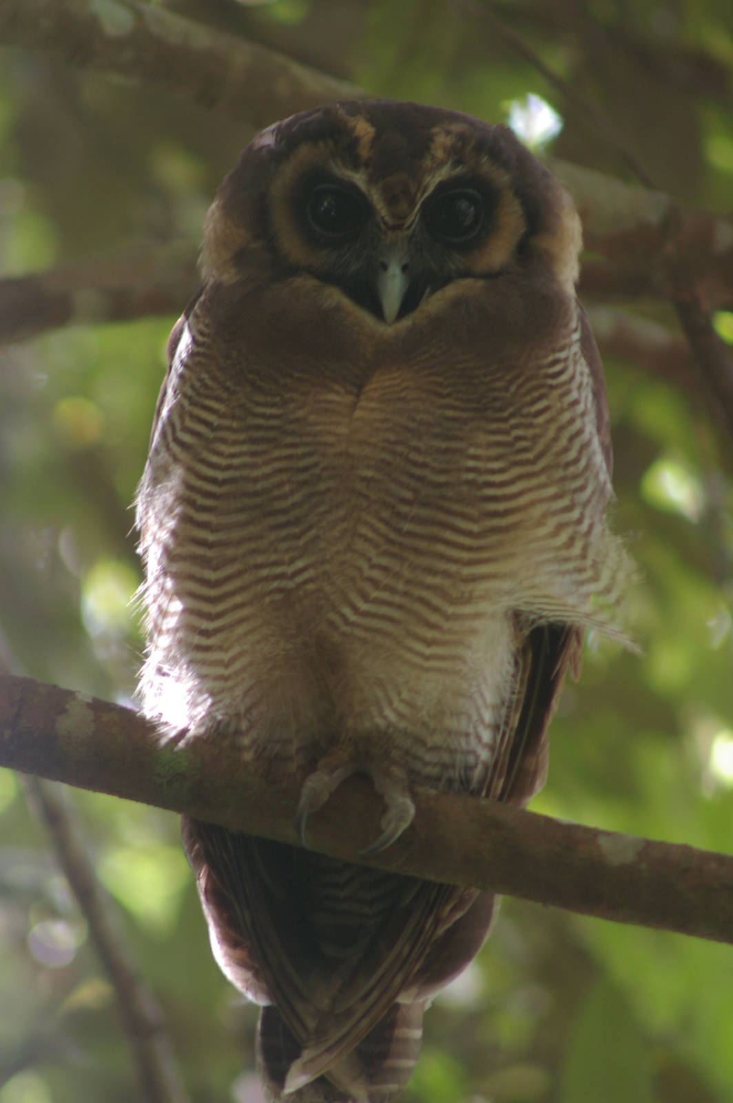 brown wood owl (Strix leptogrammica)