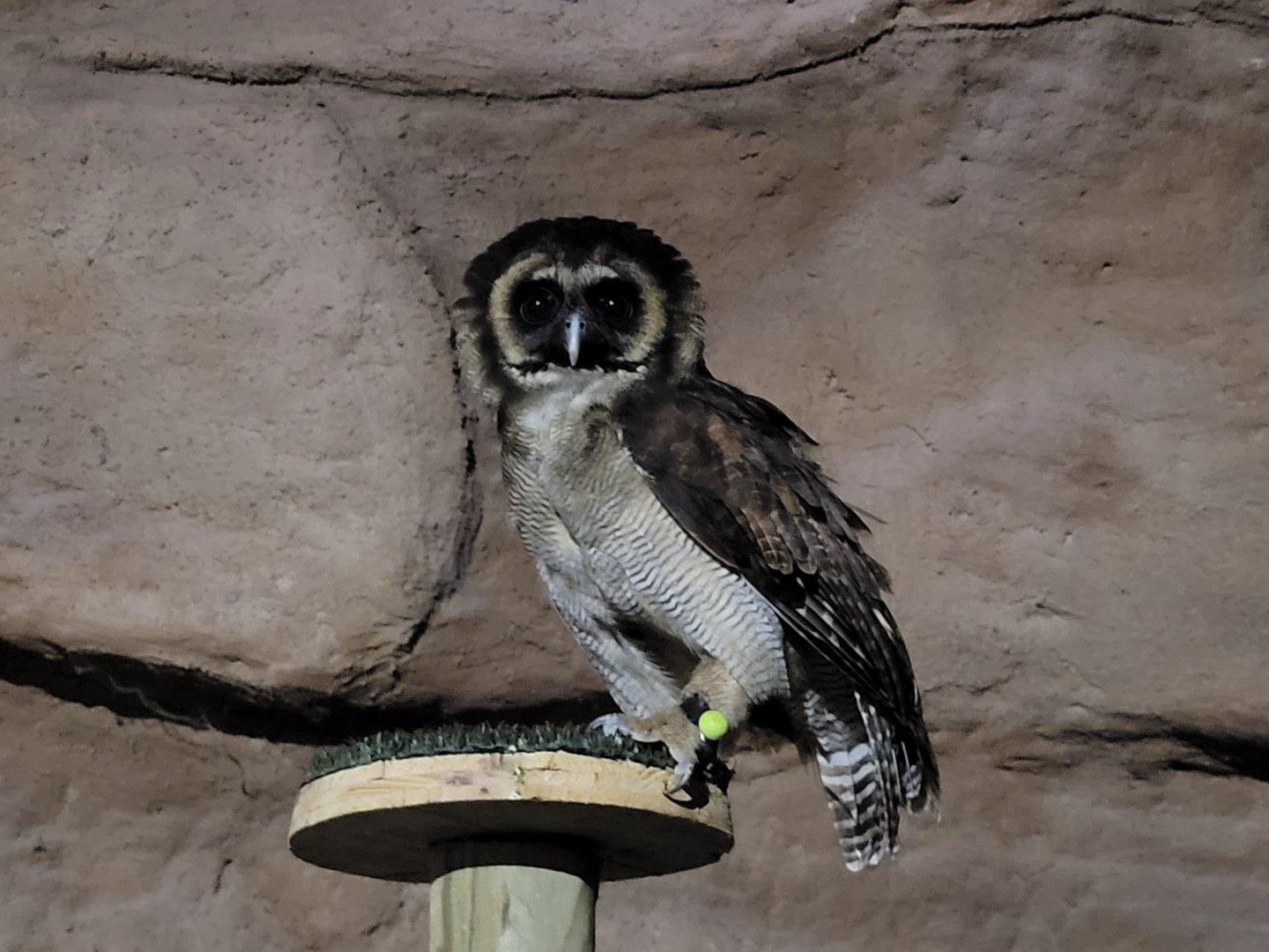 Brown wood owl -Tierra Rapaz (2024)