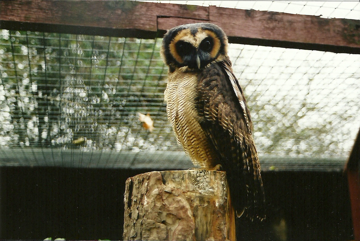 Brown Wood Owl - Twycross Nov 2001